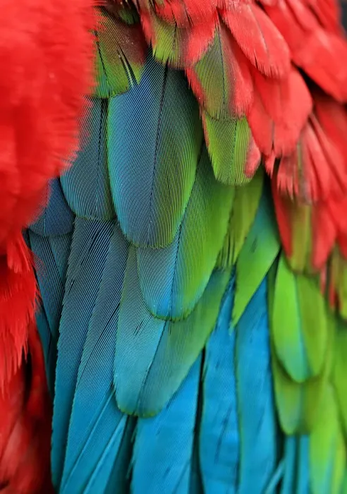Framed Print : Green-winged macaw feathers Framed Print : Green-winged macaw feathers