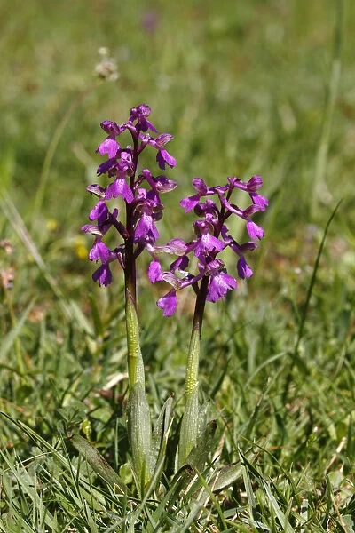 Green-winged orchid or Green-veined orchid -Anacamptis morio, Orchis morio-, flowering