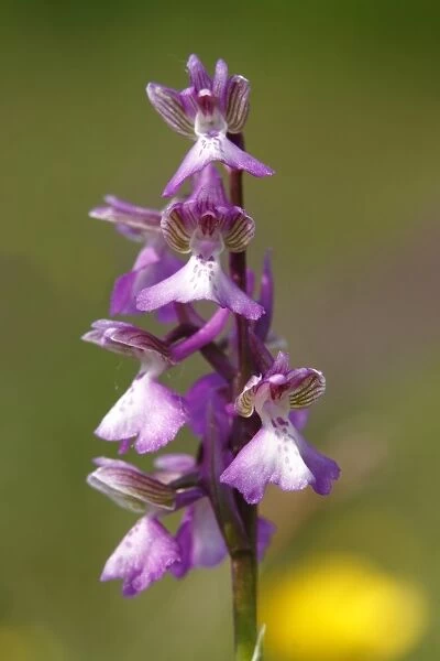 Green-winged orchid or Green-veined orchid -Anacamptis morio, Orchis morio-, inflorescence