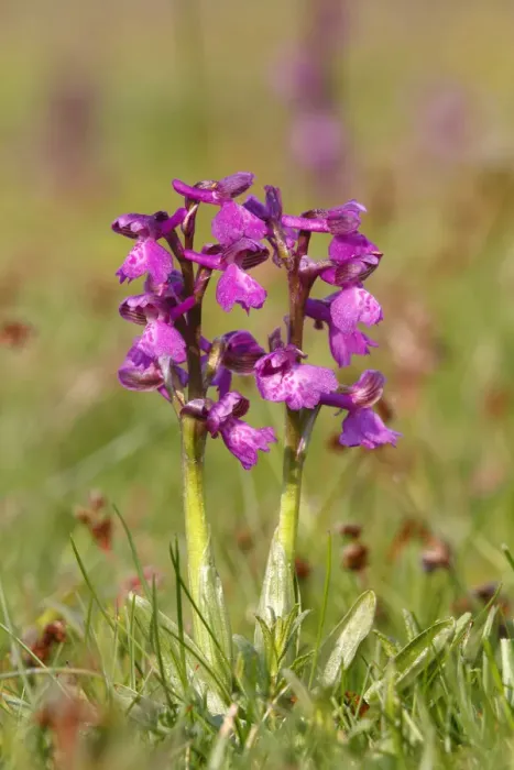 Framed Print : Green-winged orchid or Green-veined orchid -Anacamptis morio, Orchis morio-, flowering Framed Print : Green-winged orchid or Green-veined orchid -Anacamptis morio, Orchis morio-, flowering