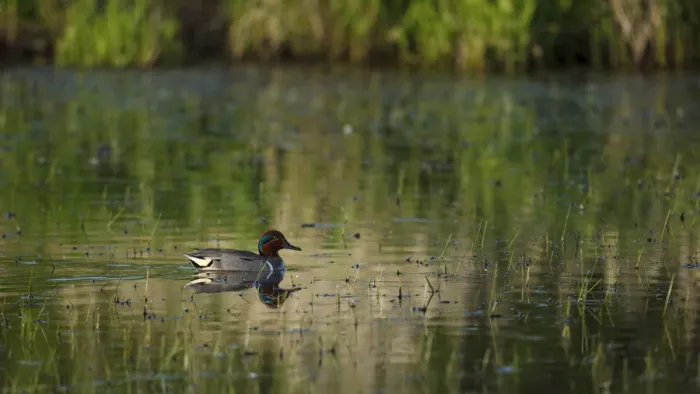 Framed Print : Green-winged Teal (Anas crecca) drake, Baskett Slough National Wildlife Refuge, Oregon, USA