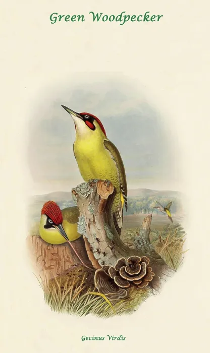 Framed Print : Green Woodpecker Framed Print : Green Woodpecker