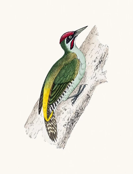 Green woodpecker bird