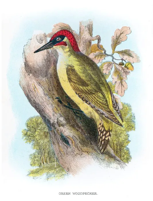 Framed Print : Green woodpecker engraving 1896 Framed Print : Green woodpecker engraving 1896