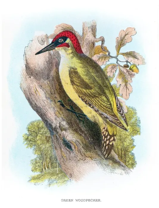 Framed Print : Green woodpecker engraving 1896 Framed Print : Green woodpecker engraving 1896