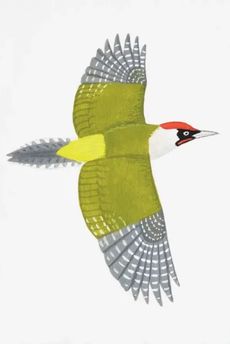 Framed Print : Green Woodpecker (Picus viridis), adult male