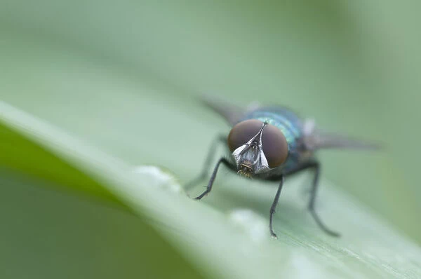 Greenbottle fly -Lucilia sp. -, Haren, Emsland region, Lower Saxony, Germany, Europe