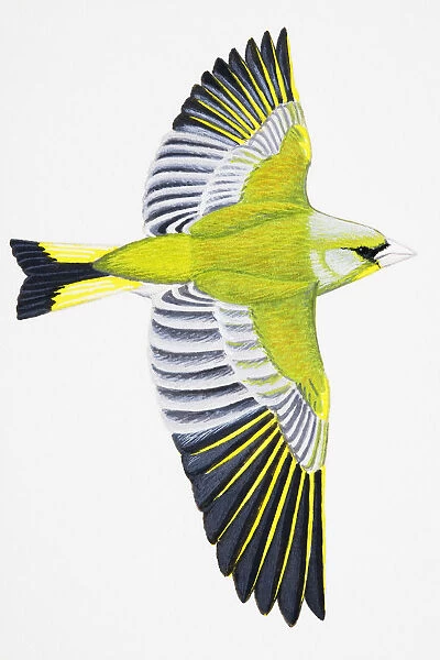 Greenfinch (Carduelis chloris), adult male