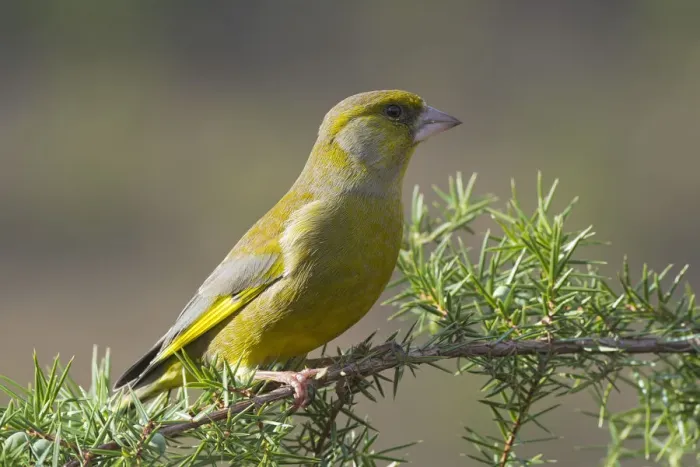 Framed Print : Greenfinch -Chloris chloris-, Tyrol, Austria Framed Print : Greenfinch -Chloris chloris-, Tyrol, Austria