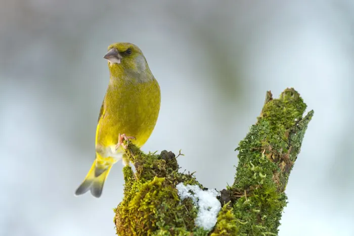 Framed Print : Greenfinch -Chloris chloris-, Tyrol, Austria Framed Print : Greenfinch -Chloris chloris-, Tyrol, Austria