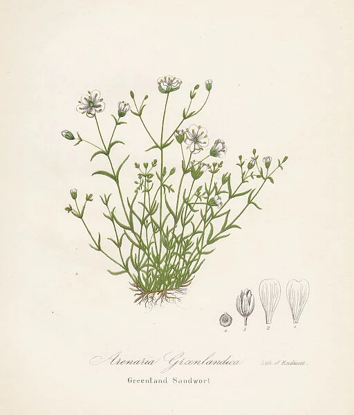 Greenland sandwort botanical engraving 1843