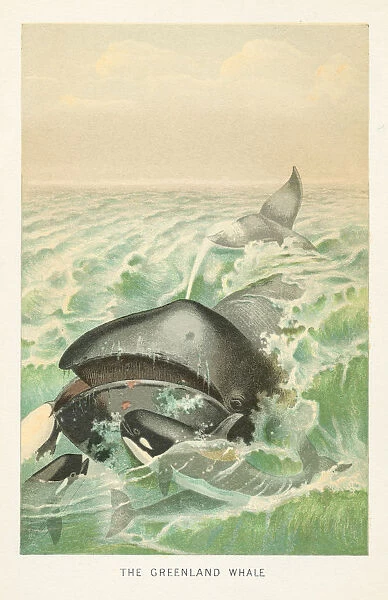 Greenland whale and orcas chromolithograph 1896