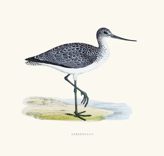 Framed Print : Greenshank bird 19 century illustration Framed Print : Greenshank bird 19 century illustration