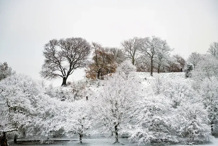 Framed Print : Greenwich Park, London in the Snow Framed Print : Greenwich Park, London in the Snow