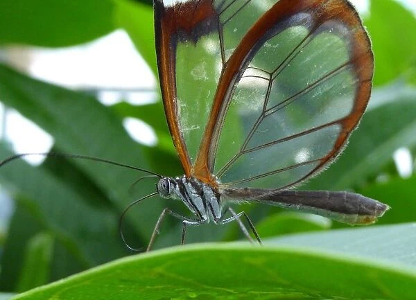 Greta oto or the glasswing butterfly