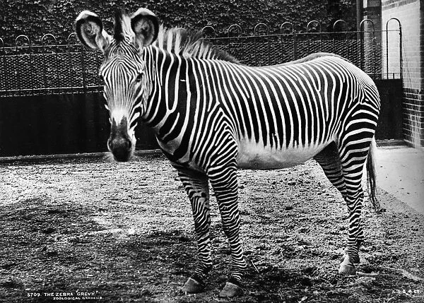 Zebra. Grevy a zebra at Regents Park zoo in its enclosure