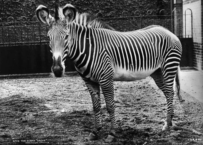 Framed Print : Zebra. Grevy a zebra at Regents Park zoo in its enclosure Framed Print : Zebra. Grevy a zebra at Regents Park zoo in its enclosure