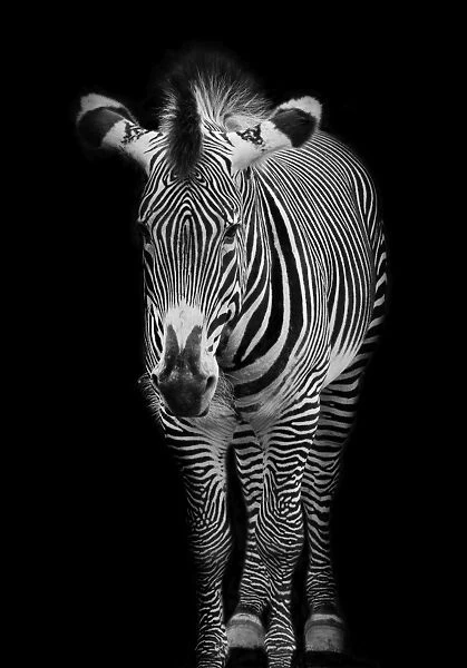 Grevys zebra (Equus grevyi)