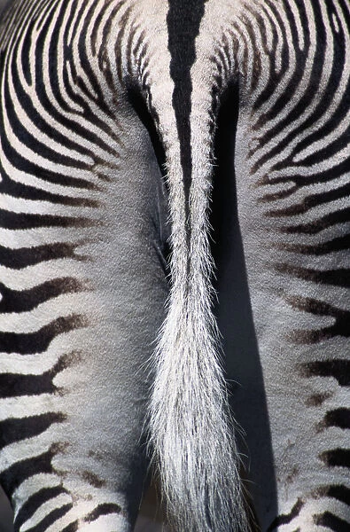 Grevys zebra (Equus grevyi), rear view