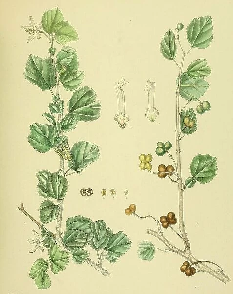 Grewia populifolia, native to Southeast Asia, Sri Lanka, digitally restored historical colour print from 1893