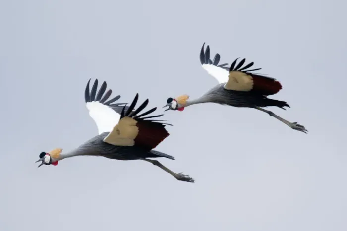Framed Print : Grey crested cranes in flight Framed Print : Grey crested cranes in flight