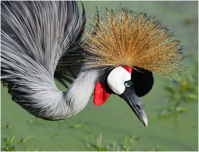 Framed Print : Grey Crowned Crane Framed Print : Grey Crowned Crane