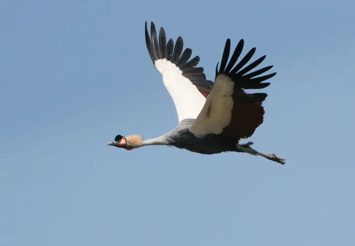 Framed Print : Grey crowned crane Framed Print : Grey crowned crane