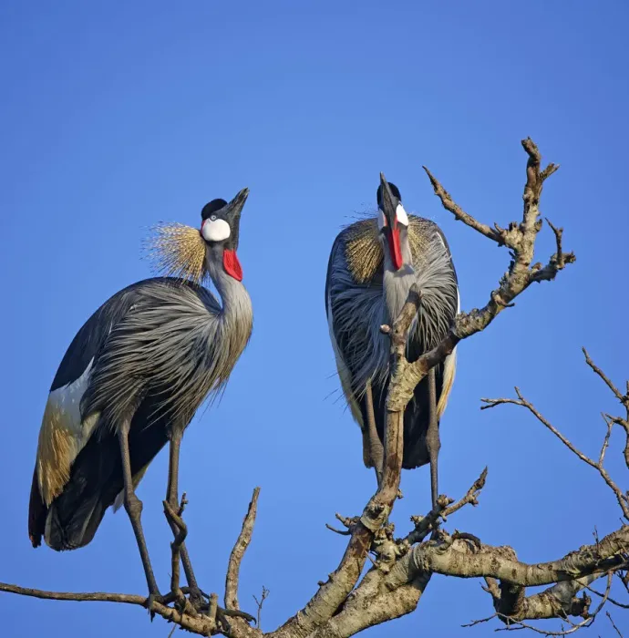 Framed Print : Grey_crowned_crane