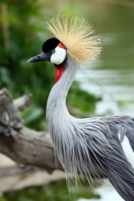 Framed Print : grey crowned crane Framed Print : grey crowned crane