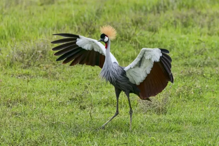Framed Print : Grey Crowned Crane -Balearica regulorum-, Ngorongoro, Tanzania Framed Print : Grey Crowned Crane -Balearica regulorum-, Ngorongoro, Tanzania