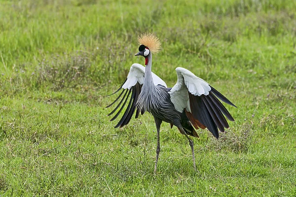 Grey Crowned Crane -Balearica regulorum-, Ngorongoro, Tanzania
