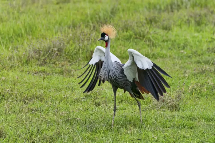 Framed Print : Grey Crowned Crane -Balearica regulorum-, Ngorongoro, Tanzania Framed Print : Grey Crowned Crane -Balearica regulorum-, Ngorongoro, Tanzania