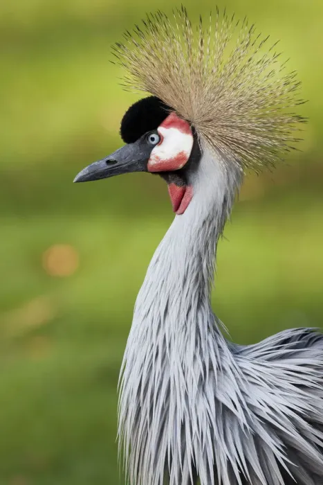 Framed Print : Grey Crowned Crane (Balearica regulorum), portrait, Naturzoo Rheine, North Rhine-Westphalia, Germany, Europe Framed Print : Grey Crowned Crane (Balearica regulorum), portrait, Naturzoo Rheine, North Rhine-Westphalia, Germany, Europe