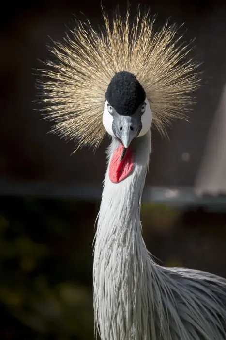 Framed Print : Grey crowned crane (Balearica regulorum gibbericeps) Framed Print : Grey crowned crane (Balearica regulorum gibbericeps)