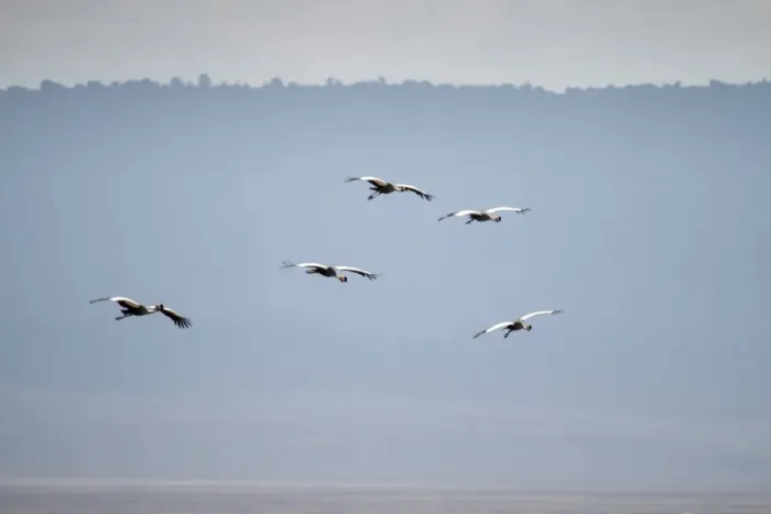 Framed Print : Grey crowned crane landing in Ngorogoro Crater Framed Print : Grey crowned crane landing in Ngorogoro Crater