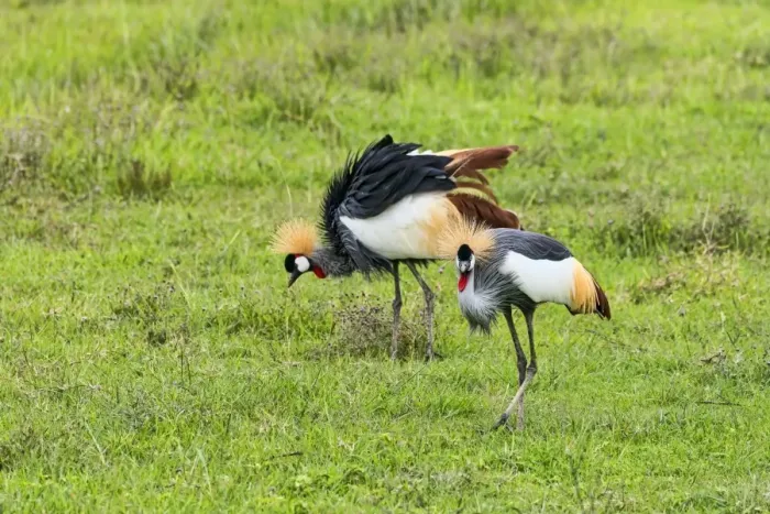 Framed Print : Grey Crowned Cranes -Balearica regulorum-, Ngorongoro, Tanzania Framed Print : Grey Crowned Cranes -Balearica regulorum-, Ngorongoro, Tanzania