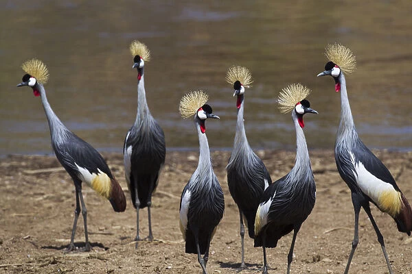 Grey crowned-cranes on the bank of the Mara River