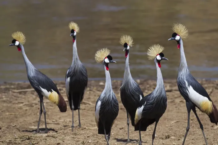 Framed Print : Grey crowned-cranes on the bank of the Mara River Framed Print : Grey crowned-cranes on the bank of the Mara River