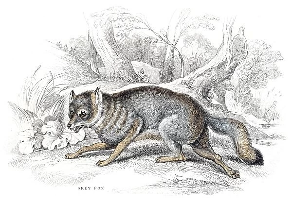 Grey fox engraving 1840