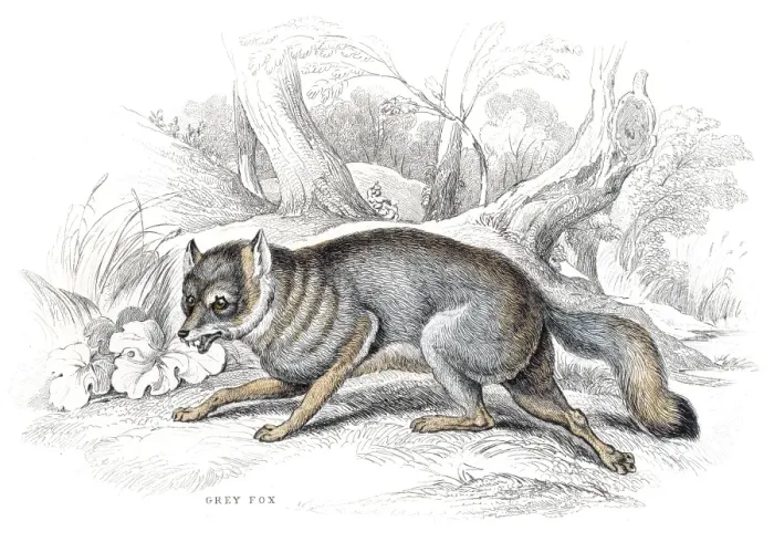 Framed Print : Grey fox engraving 1840 Framed Print : Grey fox engraving 1840
