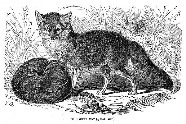 Grey fox engraving 1894