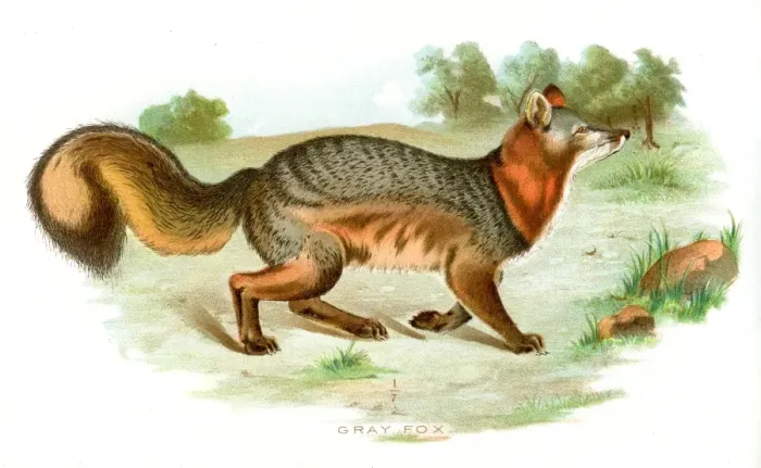 Framed Print : grey fox lithograph 1897 Framed Print : grey fox lithograph 1897