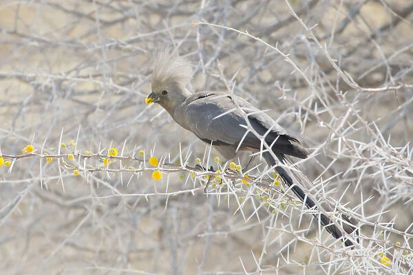 Grey Go-away-bird -Corythaixoides concolor-, Etosha National Park, Namibia