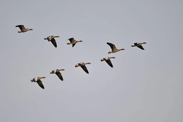 Grey Goose (Anser anser) in flight formation