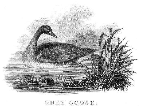 Grey goose engraving 1812