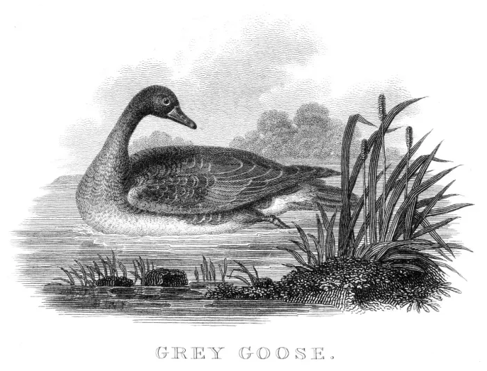 Framed Print : Grey goose engraving 1812 Framed Print : Grey goose engraving 1812