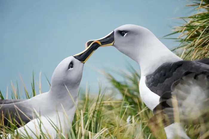 Framed Print : Grey-headed Albatross (Thalassarche chrysostoma) Framed Print : Grey-headed Albatross (Thalassarche chrysostoma)