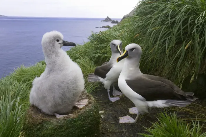 Framed Print : Two grey-headed albatross (Thalassarche chrysostoma) and chick in nest Framed Print : Two grey-headed albatross (Thalassarche chrysostoma) and chick in nest