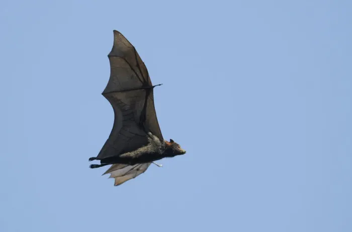 Framed Print : Grey-headed flying fox (Pteropus poliocephalus), Australia Framed Print : Grey-headed flying fox (Pteropus poliocephalus), Australia