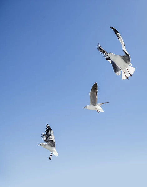 Three grey headed gulls Larus cirrocephalus hovering over potential food at the